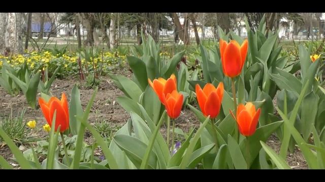 Прогулка по Космосу.Цветы Космоса. Пчёлы. Украшаем Космос. Запорожье 14.4.2021. смотреть онлайн