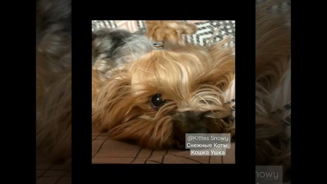 Эдит А ну-ка Давай-ка. Мурка и Пупся. Лучшие подруги.? #анукадавайка смотреть онлайн