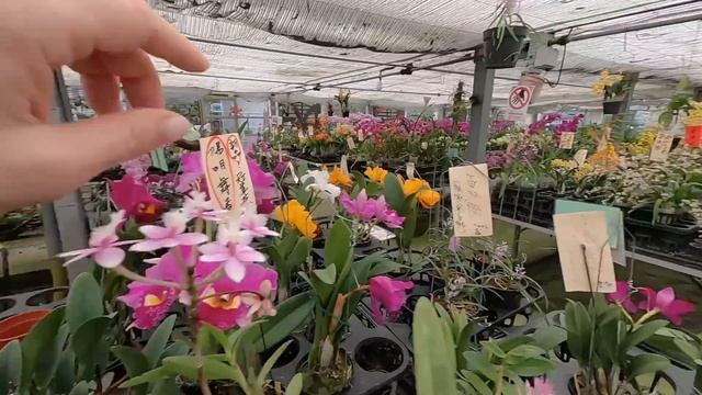 Прогулка по ферме Orchis Floriculturing