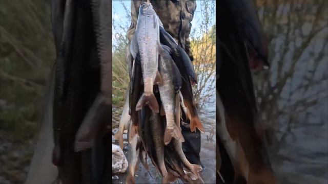 Горный хариус 🐟 смотреть онлайн