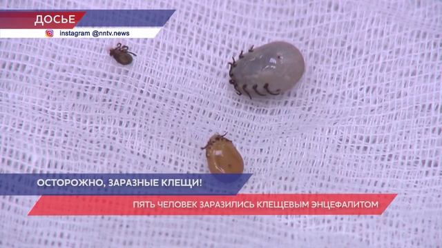 Пять случаев заболевания клещевым энцефалитом произошло в Нижегородской области смотреть онлайн