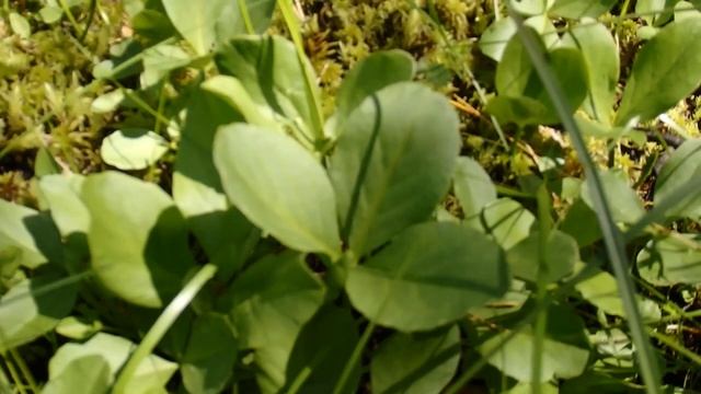 Поездка по бывшей Белорецкой ЖД на болото ! Голубика .Морошка ,Сабельник . Трилистник . смотреть онлайн
