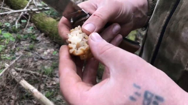 Грибы на каждом шагу. Строчки собирать устала рука смотреть онлайн