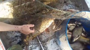 Рыбалка весной на  вершу( вентерями,ныредой)на разливах,крупный сазан.