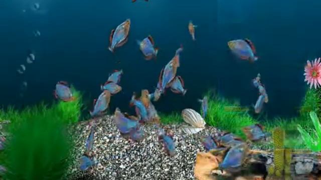 3D Аквариум Роткейл северум и Царевна Петушок обзор смотреть онлайн