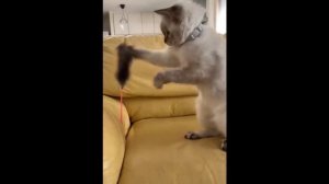 ИСПУГИ ЖИВОТНЫХ СМЕШНЫЕ КОТЫ 🐈😂 приколы с животными ржака