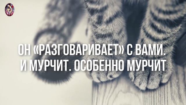 13 Признаков, Что Ваш Кот От Вас Без Ума! смотреть онлайн