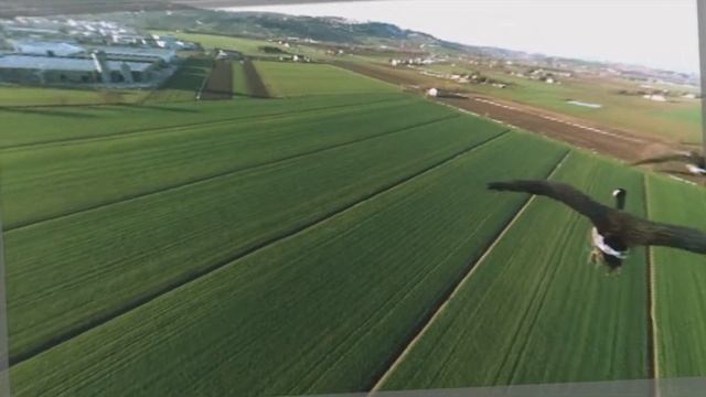 Wii U Panorama View: Bird's Eye View (eShopocalypse) смотреть онлайн