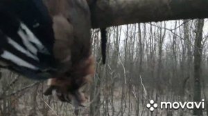 Ловля куницы на капканы,петли.Неожиданные трофеи.