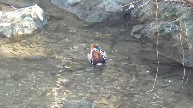 Vlog 23 - Weleda`nin Sans Oyununu Kazandim.