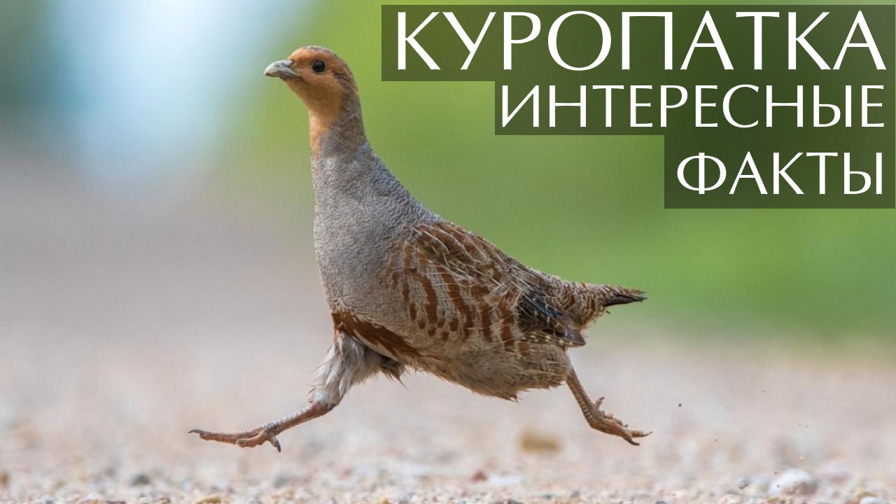 Куропатка. Интересные факты смотреть онлайн