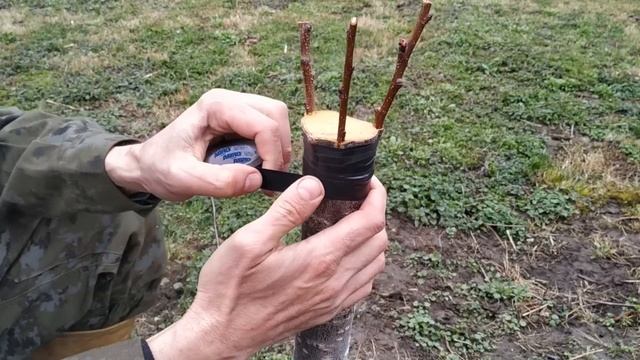 прививка абрикоса простой проверенный способ  grafting tree
