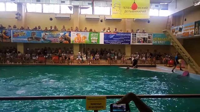 Удивительные танцы....кого?.....дельфинов) смотреть онлайн