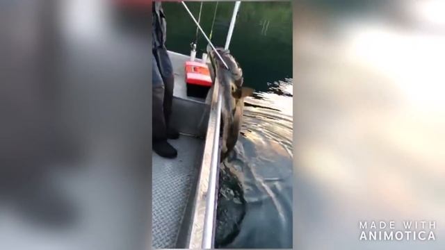 ПРИКОЛЫ НА РЫБАЛКЕ 2020 # 8 / ПЬЯНЫЕ НА РЫБАЛКЕ / Угарные приколы на рыбалке / РЫБАЛКА ДО СЛЕЗ 2020 смотреть онлайн