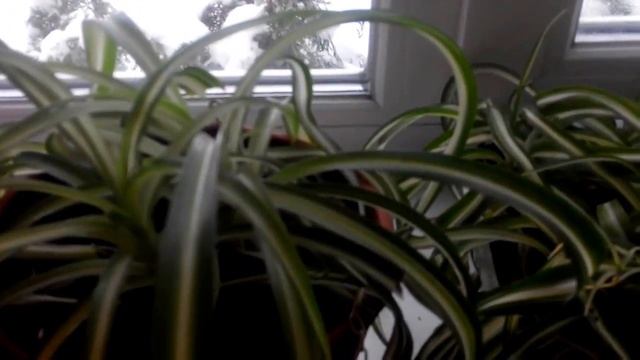 Хлорофитум хохлатый-домашний эколог!!! смотреть онлайн