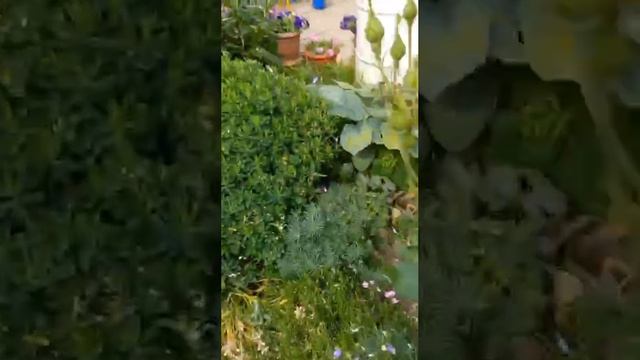 Обзор цветов