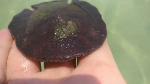 Sand Dollar Sea Urchin Dubai Rixos The Palm 1 of 3 смотреть онлайн