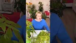 СВЕКРОВЬ - НАРЦИСС и ЕЕ «ЖЕЛЕЗНЫЕ ЯЙЦА».Екатерина Эрлих.