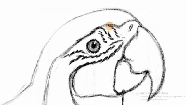 Как нарисовать попугая карандашом поэтапно для начинающих смотреть онлайн