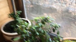 Обрезка кроны Азалии середина февраля 2020 г