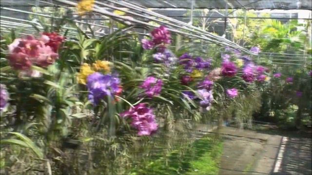 FERME ORCHIDEES CHIANG MAI смотреть онлайн