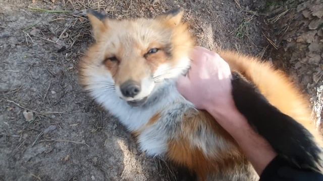 Алиса - лиса. Релакс, гладим лису 10 минут смотреть онлайн