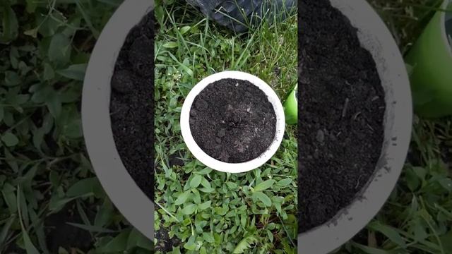 Как посадить отросток в горшочек смотреть онлайн