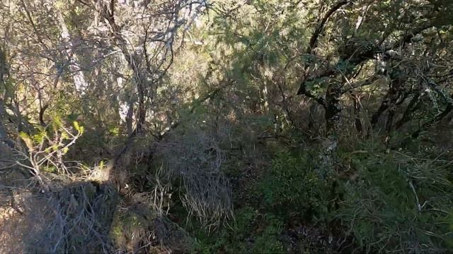 Chasse de la bécasse avec setter anglais au 410 смотреть онлайн