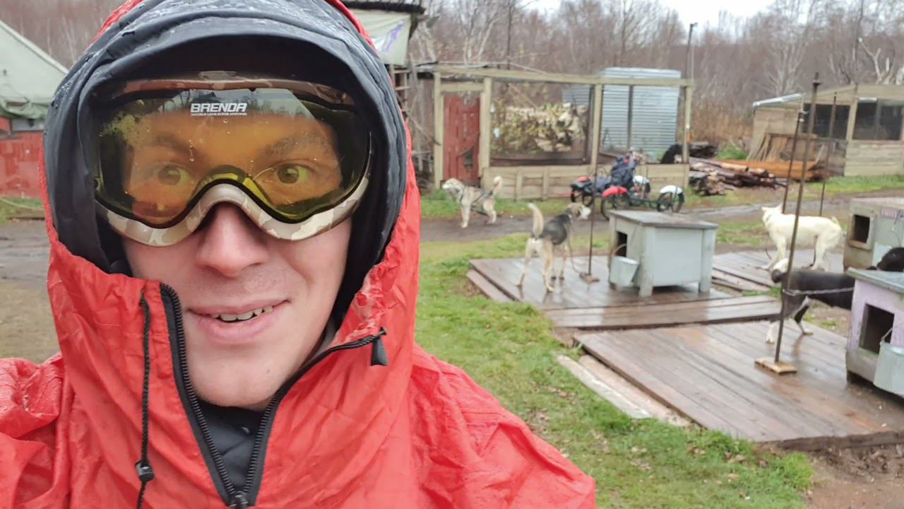 Во время катания на собачьей упряжке лучше не открывать рот!!! смотреть онлайн