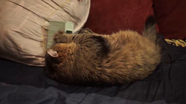 Cat kicks from wormwood. Кот нюхает полынь смотреть онлайн