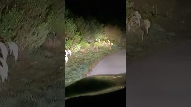 Валлаби. Кенгуру. Новая Зеландия. Животные смотреть онлайн