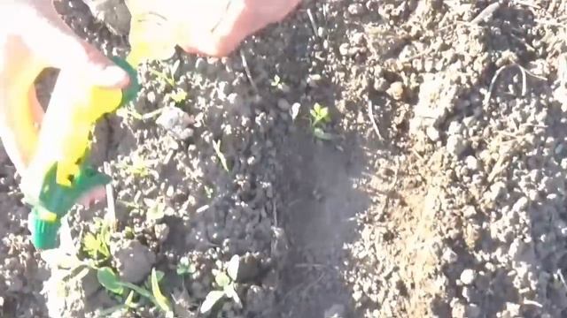 КАК ПОЛОТЬ МОРКОВЬ. ЛЕГКО И ПРОСТО. смотреть онлайн