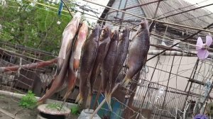 Как солить рыбу на сушку. Солим Лящя. Мокрый посол - самый быстрый и простой способ засолки рыбы
