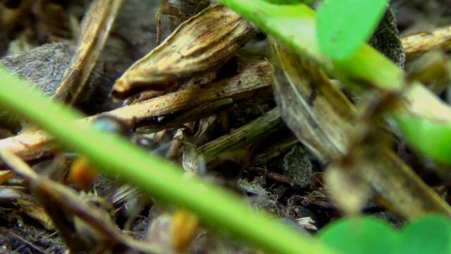 ИЗ ЖИЗНИ НАСЕКОМЫХ смотреть онлайн