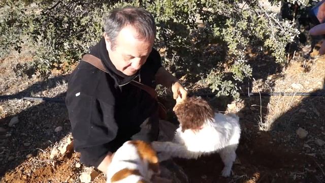 Как во Франции ищут трюфели смотреть онлайн