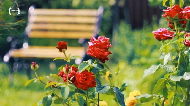 Релакс — Медитация в Парке на лавочке. Медитация и Релаксация [FullHD]