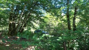 Туапсе- Чинары