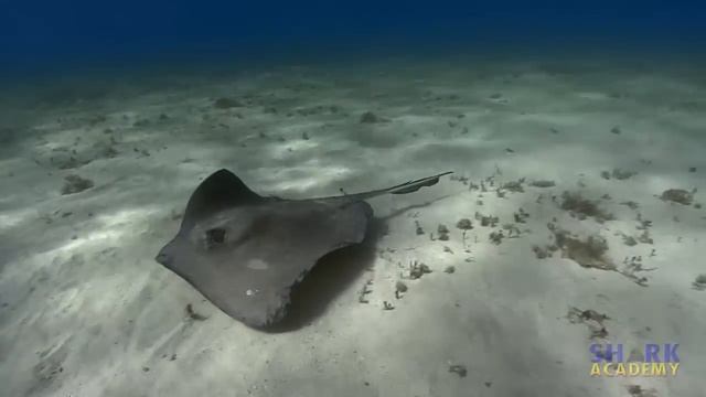 Great Hammerhead Sharks | SHARK ACADEMY смотреть онлайн