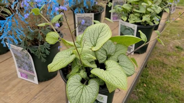 Brunnera 'Silver Heart' & 'Sterling Silver' (Siberian Bugloss) Plus Corydalis 'Porcelain Blue'