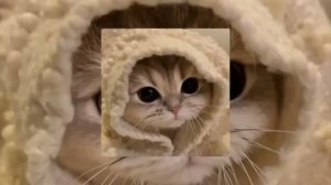 песня[ Черные глаза]