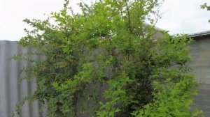 Обустройство участка своими руками за копейки!