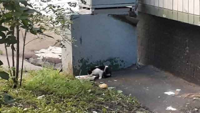 Котенок в добрые руки! смотреть онлайн