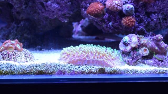 Aquarium Sand: Deep Sand Bed or Shallow? Coarse or Fine? Find Out! смотреть онлайн