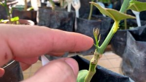 Подвой и привой - как отличить и какие побеги нужно удалять?