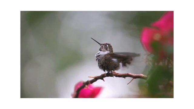 COSTA RICA IN 4K 60fps HDR (ULTRA HD)| 4k Animal And Nature Documentry|Wildlife(4k UHD 60fps)