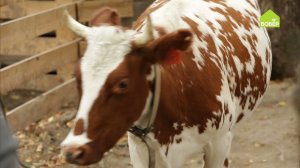 КОРМИМ КОРОВУ правильно // Чем кормить корову // Рекомендации по кормлению крупного рогатого скота