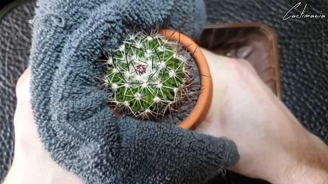Repotting Spiny Cactus | Stenocactus (Echinofossulocactus) смотреть онлайн