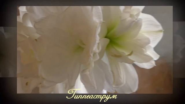 Гиппеаструм белый смотреть онлайн