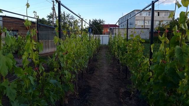 Эту обработку винограда перед цветением нельзя пропускать. смотреть онлайн