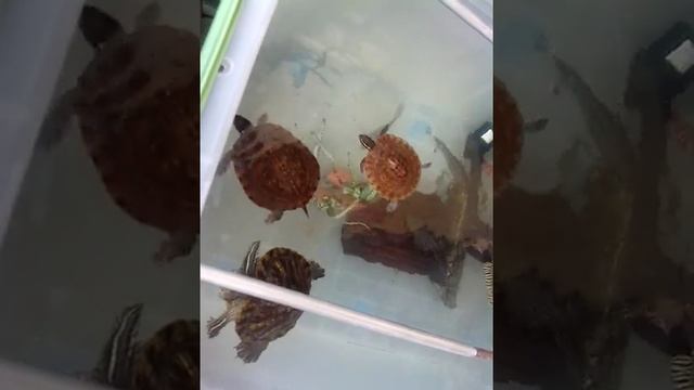 My Red eared Slider and Philippine box turtle смотреть онлайн
